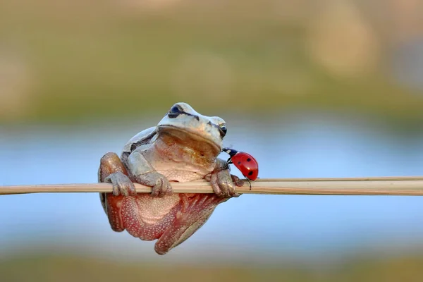 Européia Bonita Hyla Arborea — Fotografia de Stock