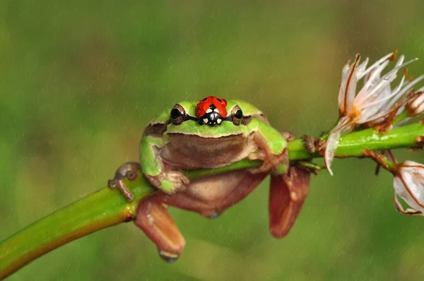 Piękna Żaba Drzewna Europaean Hyla Arborea — Zdjęcie stockowe