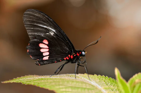 Makroaufnahmen Schöne Naturszene Nahaufnahme Schöner Schmetterling Sitzt Auf Der Blume — Stockfoto