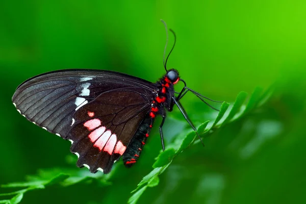 Fotos Macro Hermosa Escena Naturaleza Primer Plano Hermosa Mariposa Sentada —  Fotos de Stock