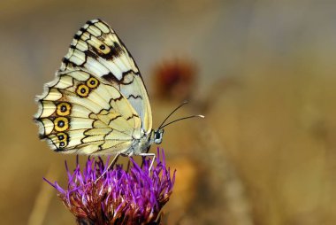 Makro çekimler, güzel doğa sahneleri. Yaklaş, güzel kelebek yaz bahçesindeki çiçekte oturuyor..