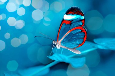 Makro çekimler, güzel doğa sahneleri. Yaklaş, güzel kelebek yaz bahçesindeki çiçekte oturuyor..