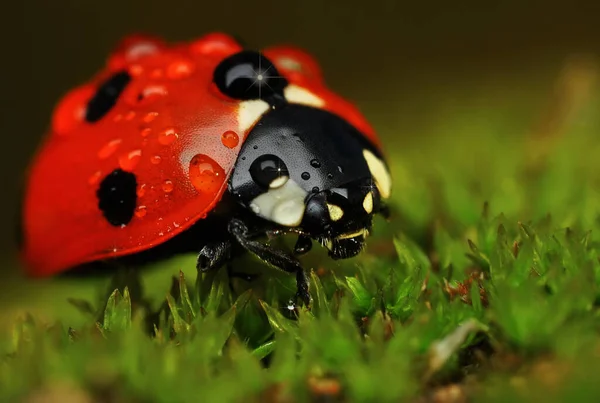 Beautiful Ladybug Leaf Defocused Background — Stock Photo, Image