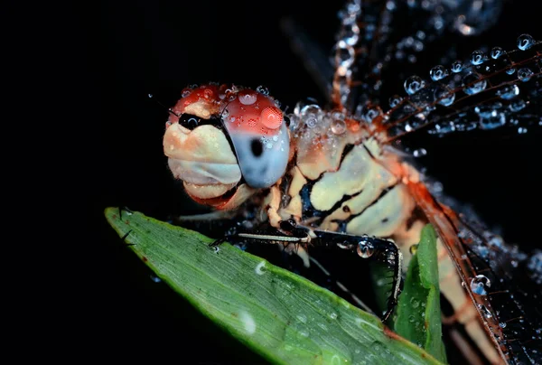 Makroaufnahmen Schöne Naturszene Libelle — Stockfoto