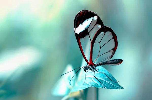 Makroaufnahmen Schöne Naturszene Nahaufnahme Schöner Schmetterling Sitzt Auf Der Blume — Stockfoto