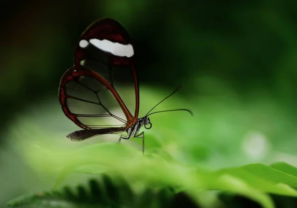 Strzały Makro Piękna Scena Natury Zbliżenie Piękny Motyl Siedzi Kwiat — Zdjęcie stockowe