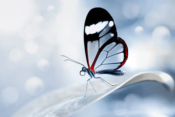 Macro Shots Bela Cena Natureza Closeup Bela Borboleta Sentado Flor — Fotografia de Stock