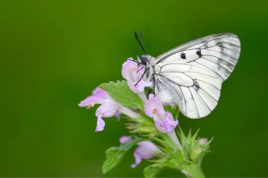 Makro çekimler, güzel doğa sahneleri. Yaklaş, güzel kelebek yaz bahçesindeki çiçekte oturuyor..