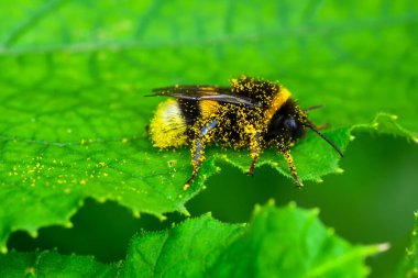Yeşil doğadaki güzel arı makrosu 