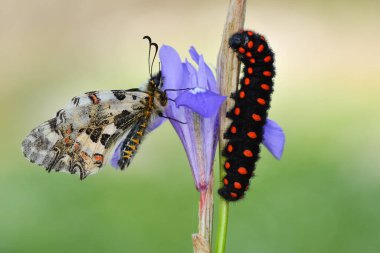 Makro çekimler, güzel doğa sahneleri. Yaklaş, güzel kelebek yaz bahçesindeki çiçekte oturuyor..