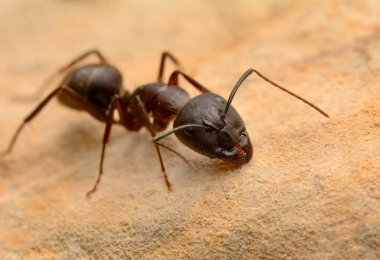 Güzel kırmızı karıncanın güçlü çeneleri