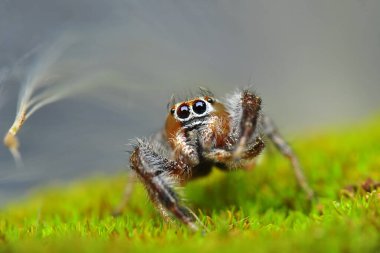 Güzel zıplayan örümceği kapat  