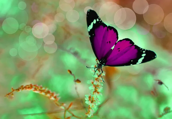 Makroaufnahmen Schöne Naturszene Nahaufnahme Schöner Schmetterling Sitzt Auf Der Blume — Stockfoto