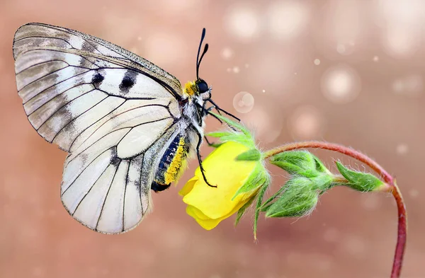 Makro Çekimler Güzel Doğa Sahneleri Yaklaş Güzel Kelebek Yaz Bahçesindeki — Stok fotoğraf