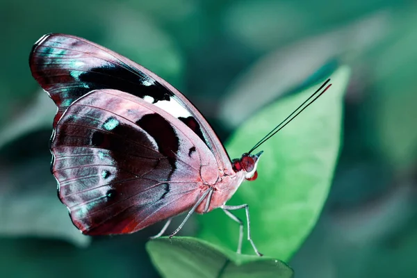 Macro Shots Bela Cena Natureza Closeup Bela Borboleta Sentado Flor — Fotografia de Stock