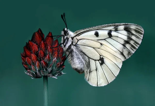 Macro Shots Bela Cena Natureza Closeup Bela Borboleta Sentado Flor — Fotografia de Stock