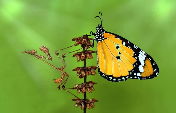 Makro Skott Vacker Natur Scen Närbild Vacker Fjäril Sitter Blomman — Stockfoto