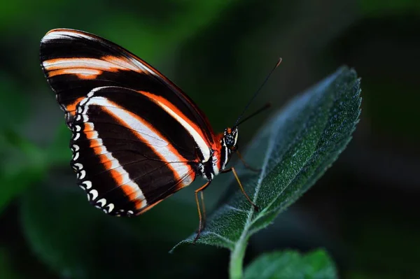 Macro Shots Bela Cena Natureza Closeup Bela Borboleta Sentado Flor — Fotografia de Stock