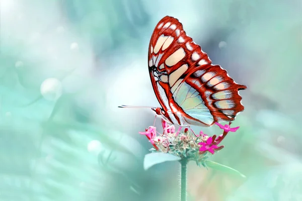 Strzały Makro Piękna Scena Natury Zbliżenie Piękny Motyl Siedzi Kwiat — Zdjęcie stockowe