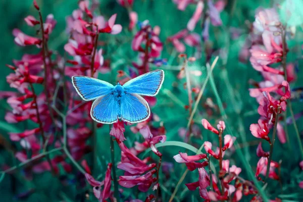 Macro Shots Beautiful Nature Scene Closeup Beautiful Butterfly Sitting Flower — Stock Photo, Image