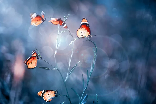 Makro çekimler, güzel doğa sahneleri. Yaklaş, güzel kelebek yaz bahçesindeki çiçekte oturuyor..