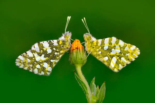 Macro Shots Belle Scène Nature Gros Plan Beau Papillon Assis — Photo