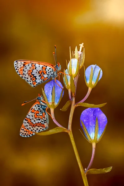 Fotos Macro Hermosa Escena Naturaleza Primer Plano Hermosa Mariposa Sentada —  Fotos de Stock
