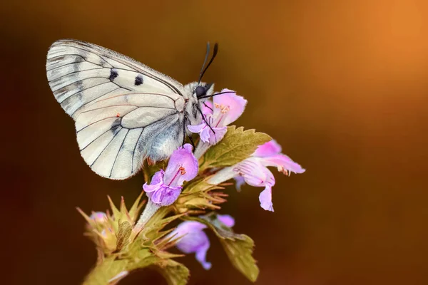 Macro Shots Bela Cena Natureza Closeup Bela Borboleta Sentado Flor — Fotografia de Stock