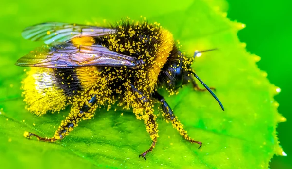 Beautiful Bee Macro Green Nature — Stock Photo, Image