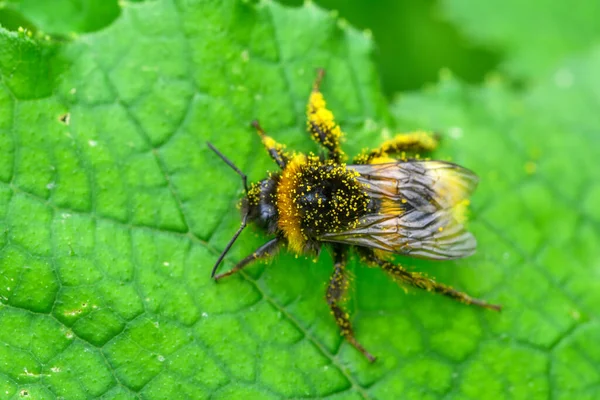 Schöne Biene Makro Grüner Natur — Stockfoto