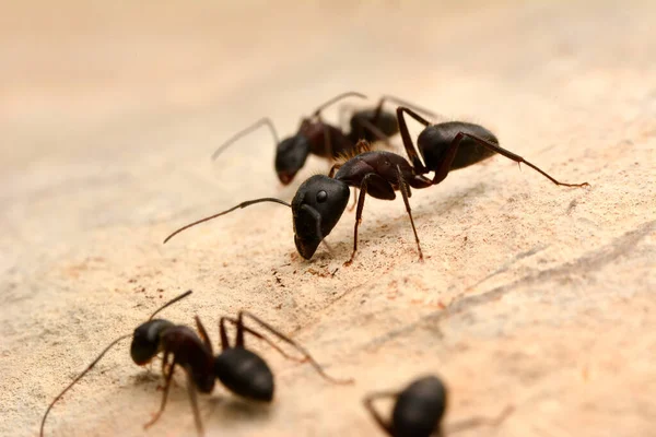 Piękne Silne Szczęki Czerwonej Mrówki Zbliżenie — Zdjęcie stockowe