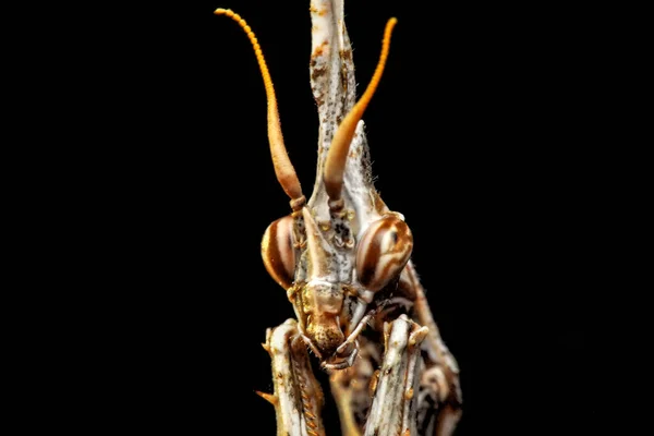 Primo Piano Coppia Belle Mantidi Europee Mantis Religiosa — Foto Stock