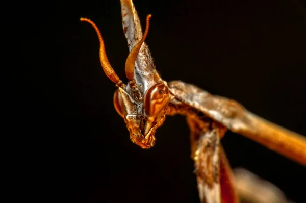 Закрыть Пару Европейских Мантиев Mantis Religious — стоковое фото