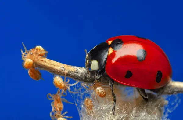 Belle Coccinelle Sur Fond Déconcentré Feuilles — Photo