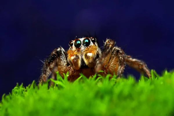 Gros Plan Belle Araignée Sauteuse — Photo