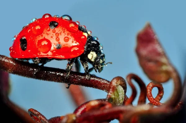 Yaprağın Üzerindeki Güzel Uğur Böceği Odaklanmış Arka Plan — Stok fotoğraf
