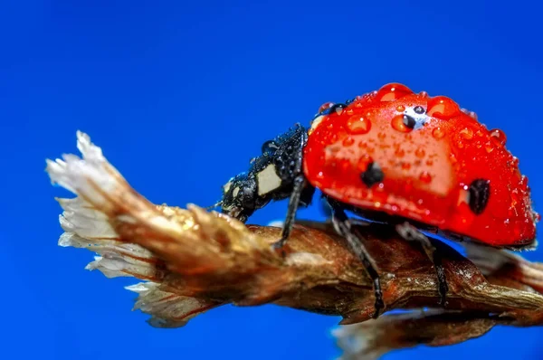 落叶背景上美丽的瓢虫 — 图库照片