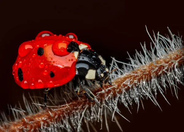 Belle Coccinelle Sur Fond Déconcentré Feuilles — Photo