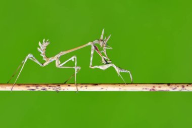 Bir çift güzel Avrupa peygamberdevesi (Mantis religiosa )