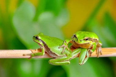 Güzel Avrupa Ağaç Kurbağası Hyla Arborea 