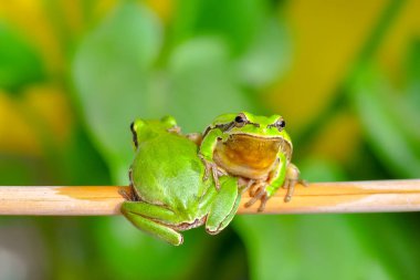 Güzel Avrupa Ağaç Kurbağası Hyla Arborea 