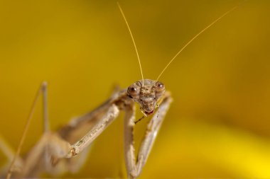 Bir çift güzel Avrupa peygamberdevesi (Mantis religiosa )
