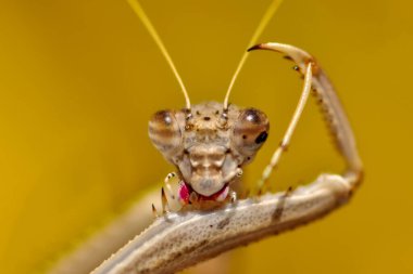 Bir çift güzel Avrupa peygamberdevesi (Mantis religiosa )