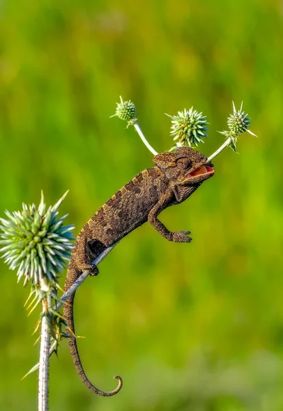 Makro Skott Vacker Natur Scen Grön Kameleont — Stockfoto