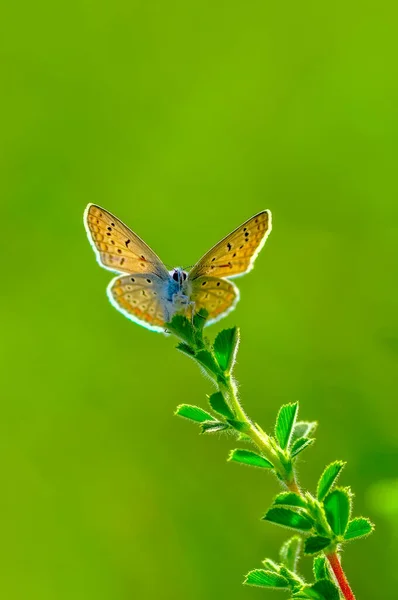 Closeup Krásný Motýl Letní Zahradě — Stock fotografie