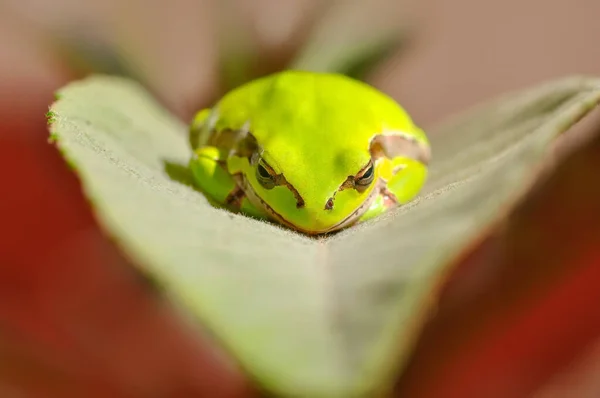 Hermosa Rana Árbol Europa Hyla Arborea — Foto de Stock