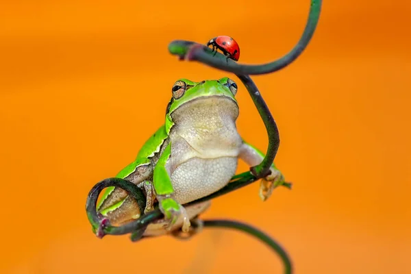 Hermosa Rana Árbol Europa Hyla Arborea — Foto de Stock