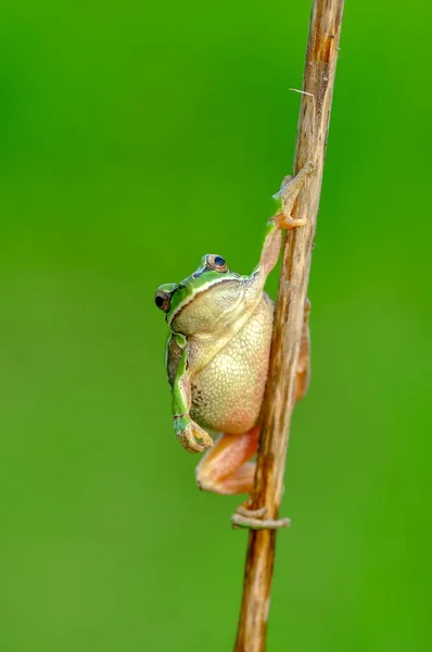 Hermosa Rana Árbol Europa Hyla Arborea — Foto de Stock