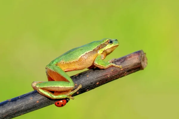 Krásná Europaean Strom Žába Hyla Arborea — Stock fotografie