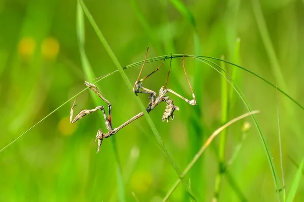 一对漂亮的欧洲螳螂 Mantis Religiosa 的特写 — 图库照片